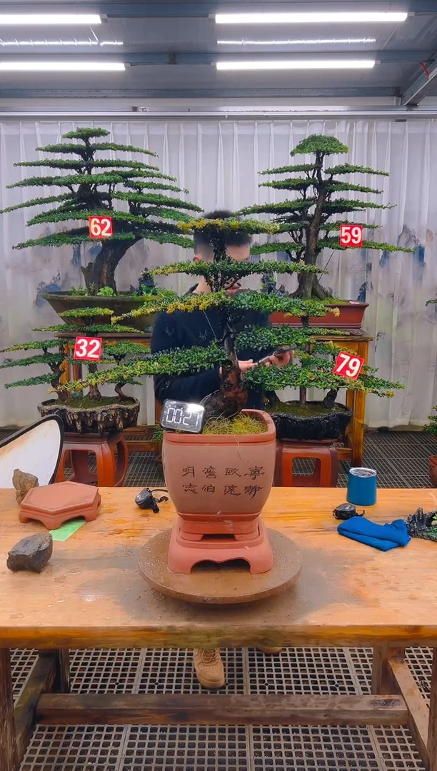 无花朵精品盆景直播间一物一拍