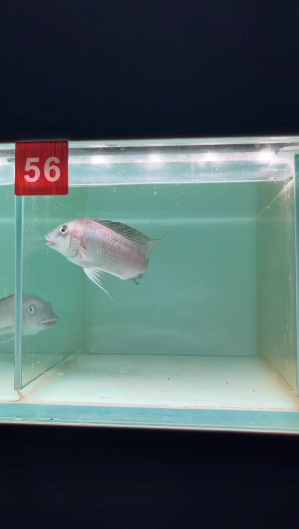 海水三湖慈鲷烟花