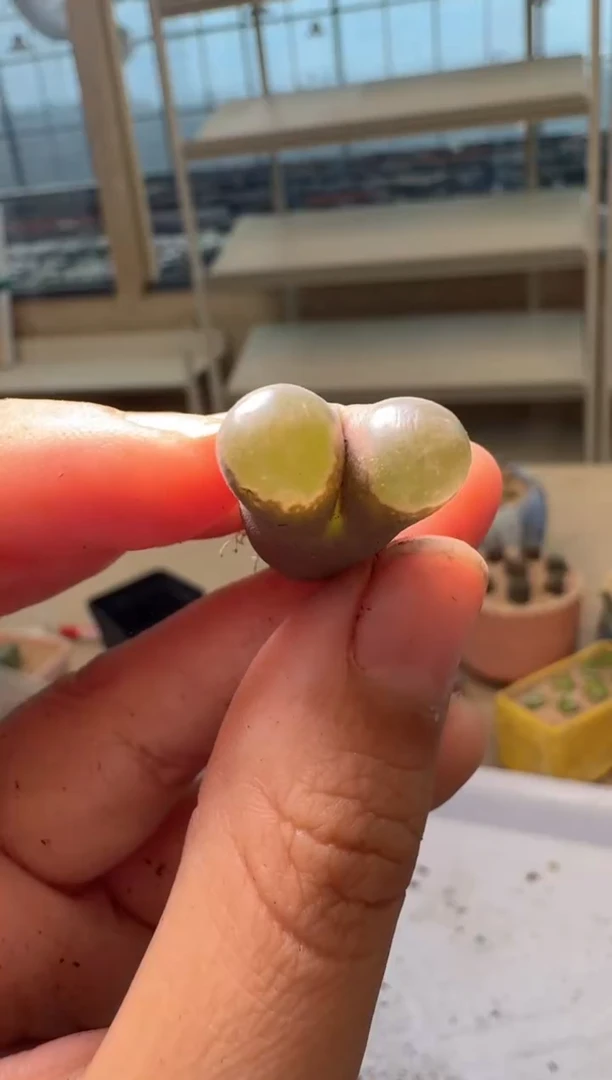 28-250多肉植物肉锥熊猫磁铁