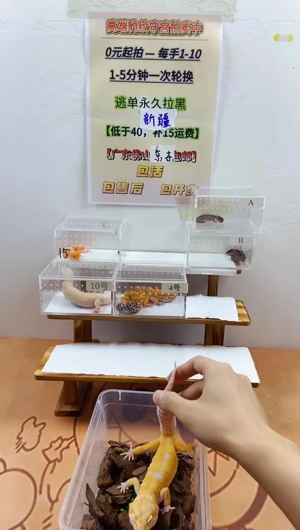 豹纹守宫豹纹守宫幼苗亚成体成体肥尾