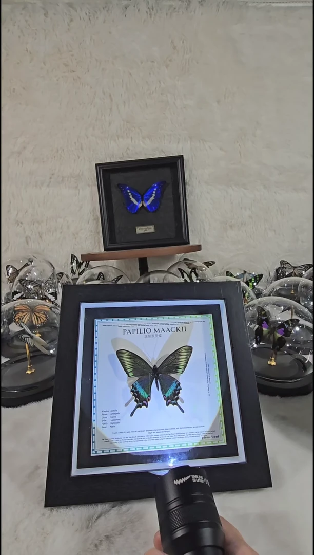 小绿带xu新款相框