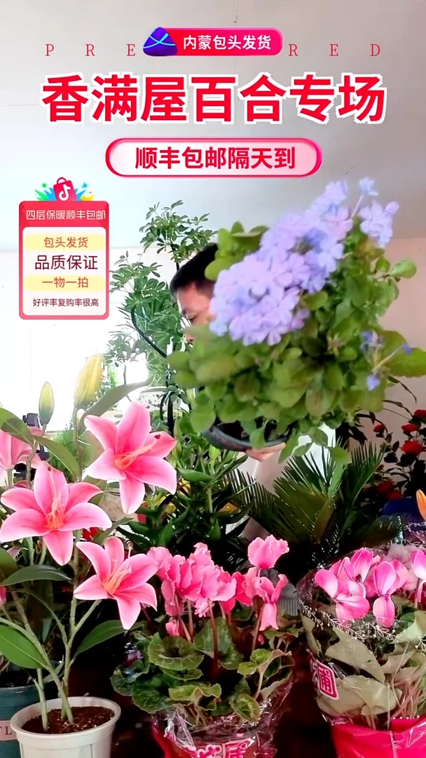 完全开放加仑盆蓝雪花