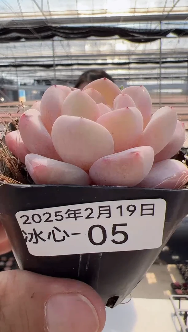 【闪购商品】冰心多肉-5