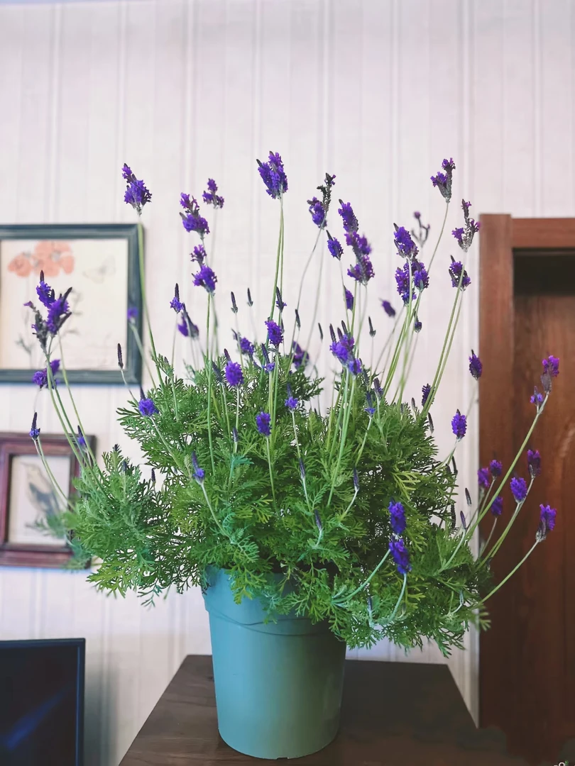 【薰衣草】盆栽带花植物室内室外四季开好养花卉网红草绿植
