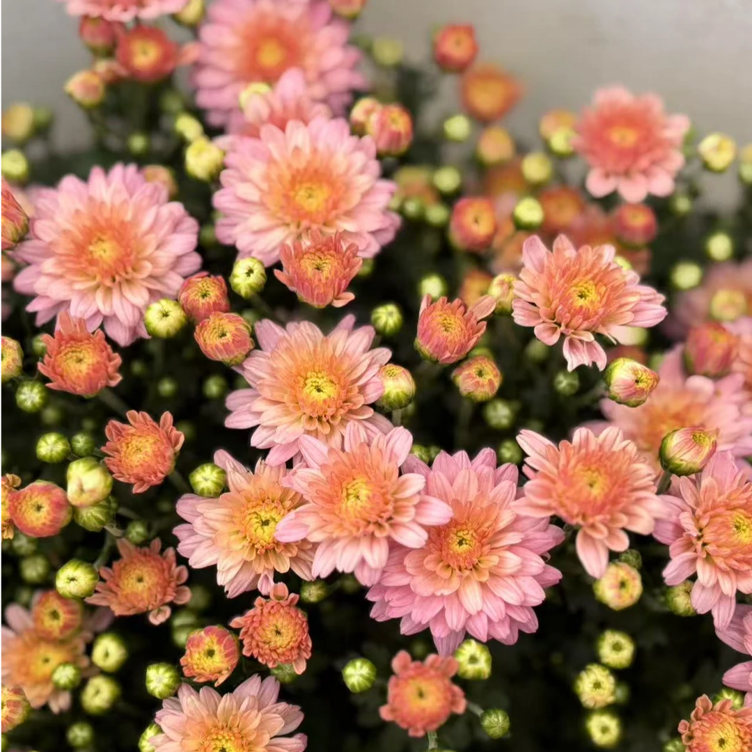 水果糖1.5加仑 千头菊 多季节开花 花量大 新手易养护