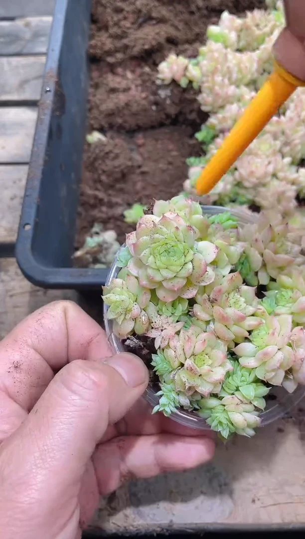 160汉白玉蝴蝶     量拍