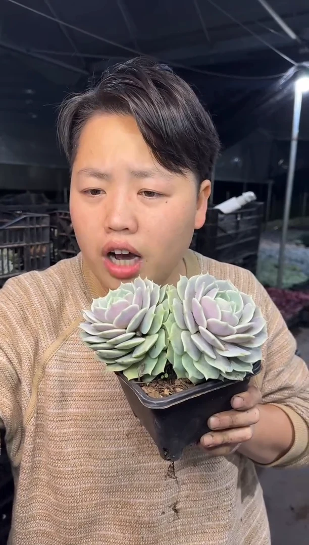 双头露娜莲带盆土4.88