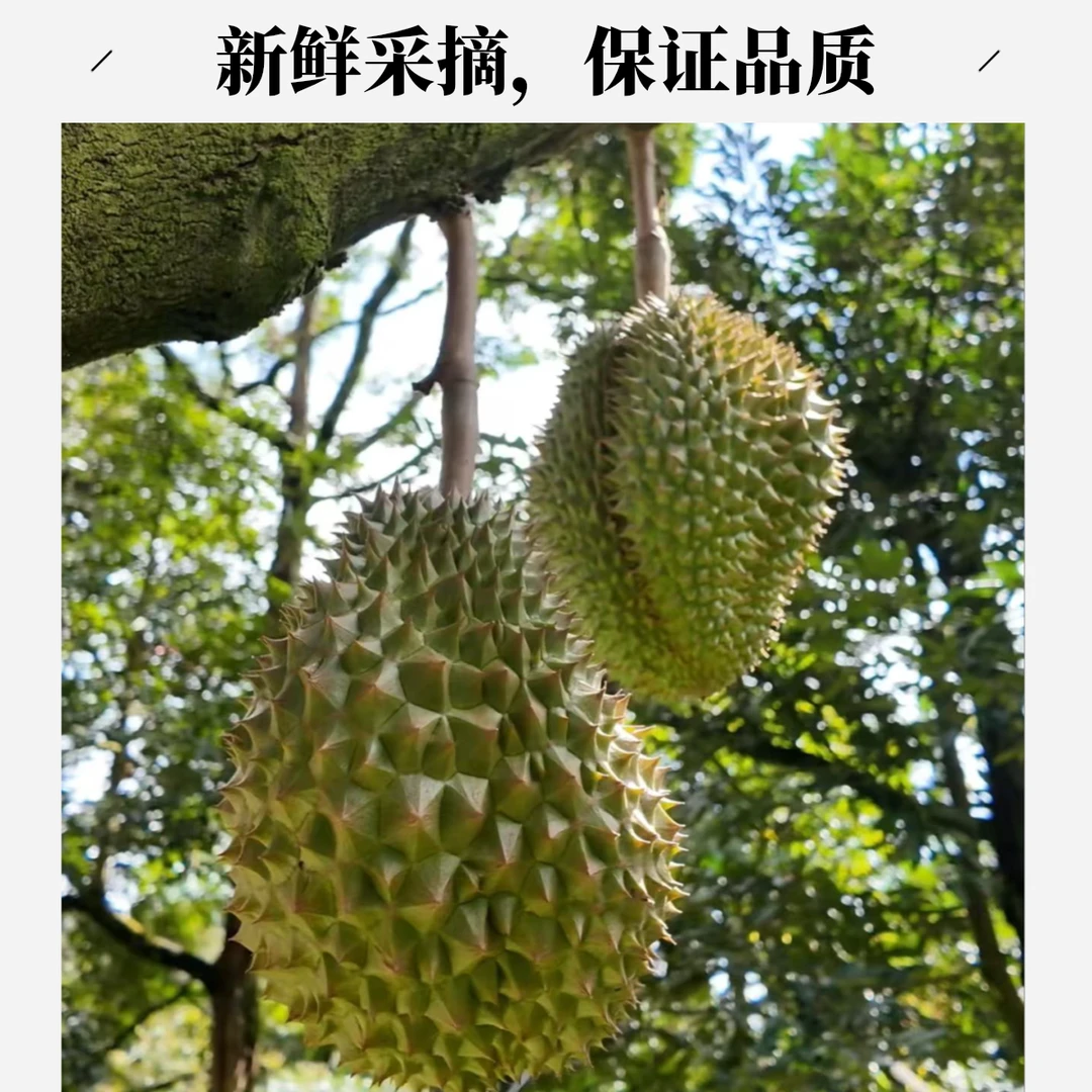 现剥纯果肉68元买一斤送半斤 泰国金枕老树榴莲新鲜核小 金枕泰国