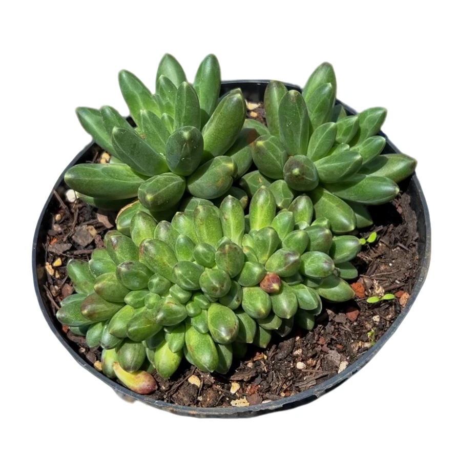 伊卡鲁斯（多肉植物）满19.9包邮 云南基地源头直发新手好养