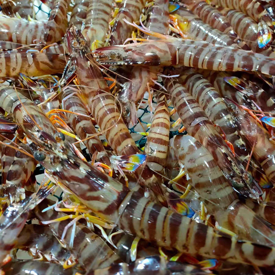 基围虾竹节虾花虾 每盒250克*4盒 新鲜速冻发货