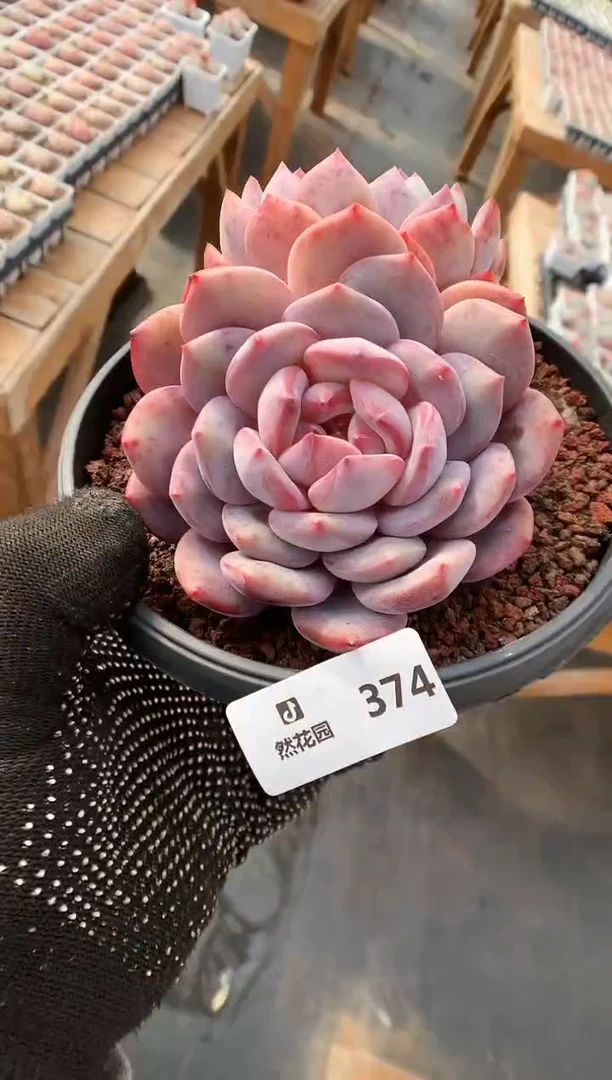 【闪购商品】374蒙克一物一拍