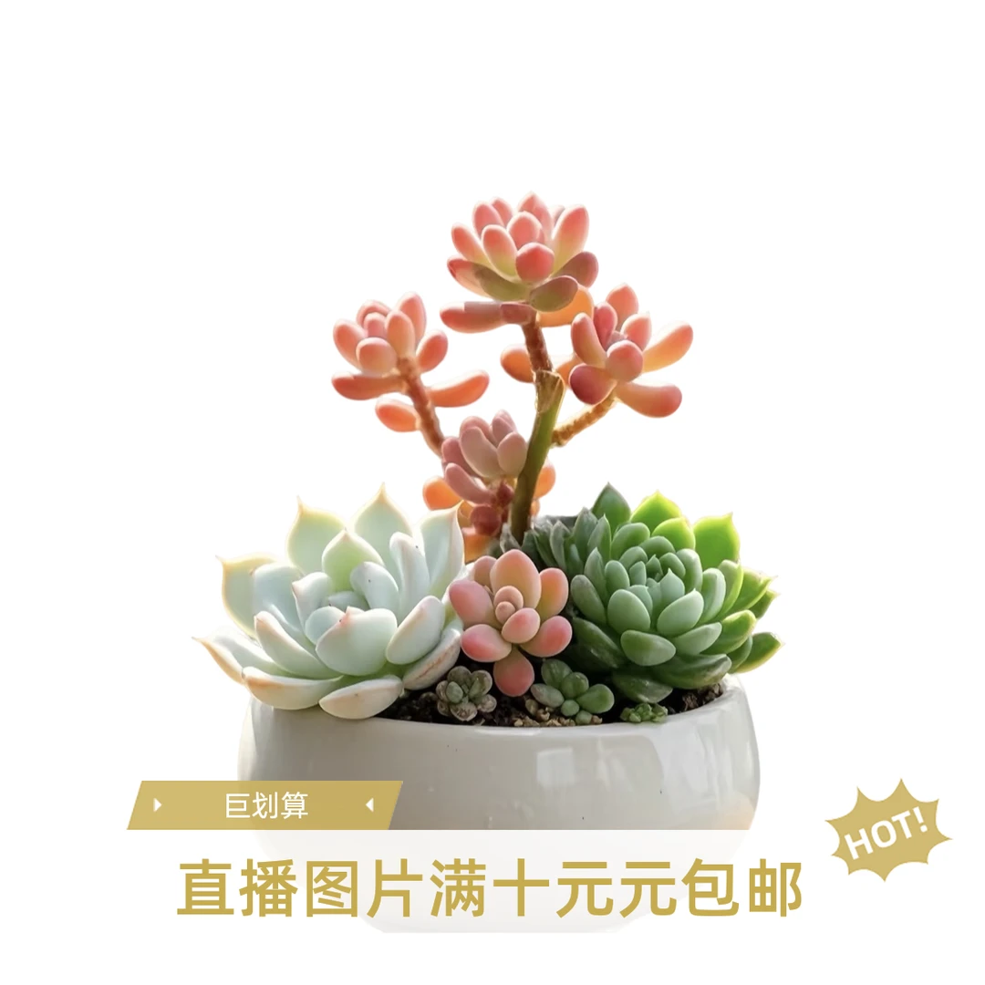 壹壹多肉植物(拼满10元包邮)多肉植物阳台露台办公室绿植植