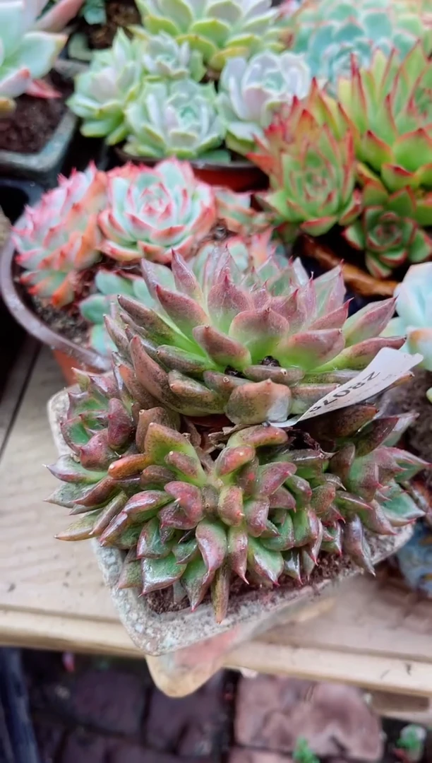 嚣****n28078多肉植物一物一拍