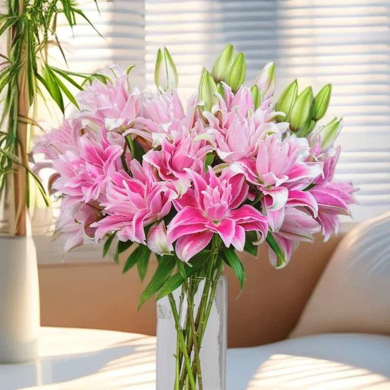云南木木花卉伊莎贝拉重瓣香水百合百合花云南鲜花客厅直发产地