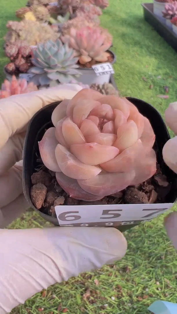 【闪购商品】信福多肉一物一拍