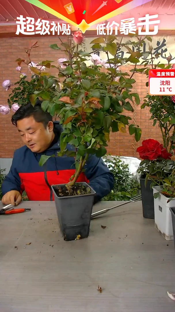 当前无花朵，栽培后可花朵辛西娅229