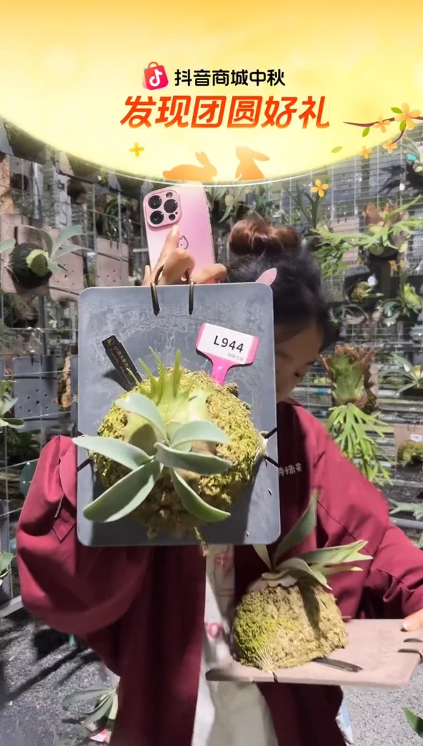 不开花植物L944-AR孢子苗
