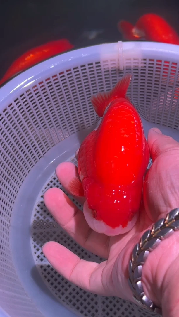 狮头鱼大****?兰寿金鱼一只