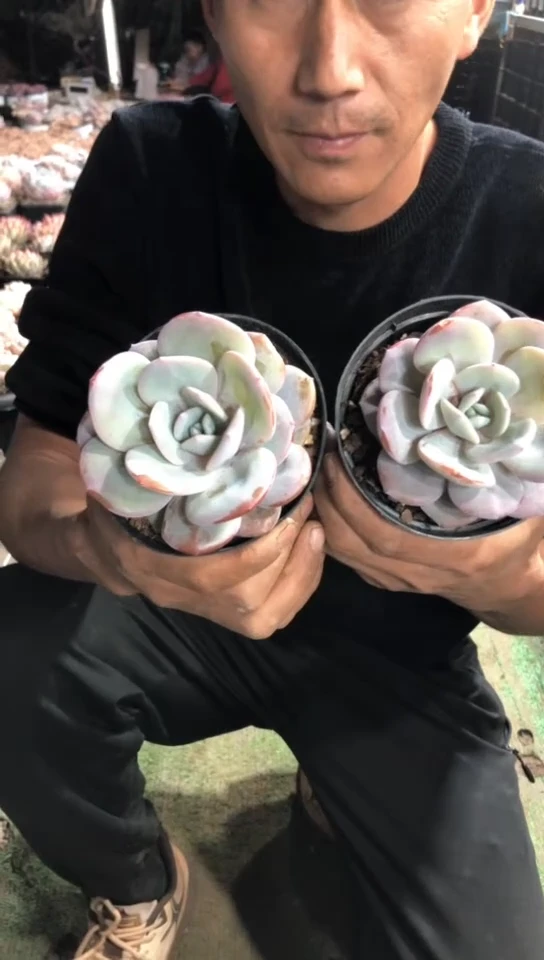 【闪购商品】脱土单头奶茶9.9米