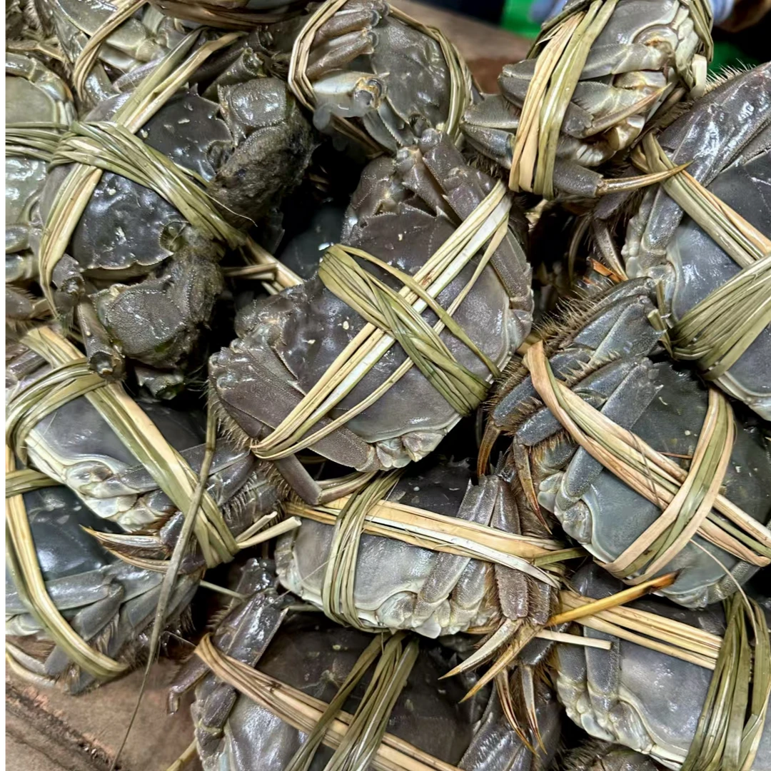 【活蟹】振华品牌黄河口大闸蟹3.0两母4对