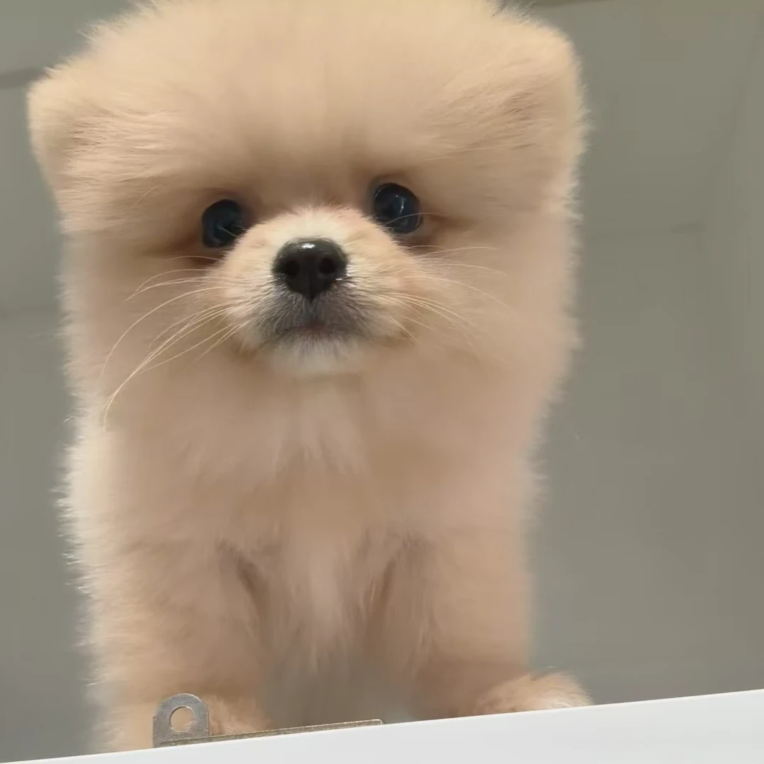 纯种比熊博美小体犬