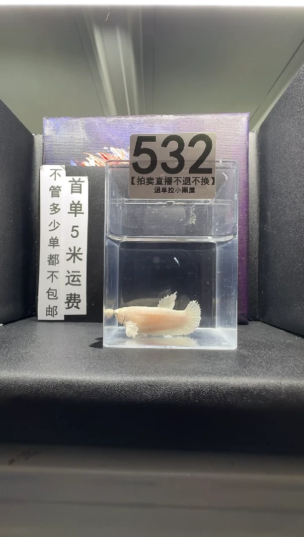 斗鱼母鱼编号：532