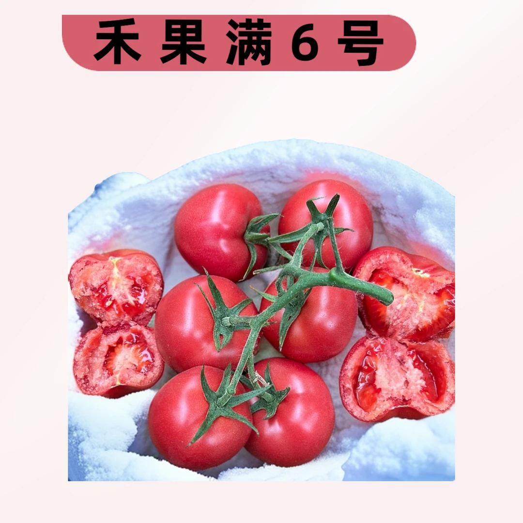 禾果满6号大果口感番茄苗粉色西红柿苗耐寒型