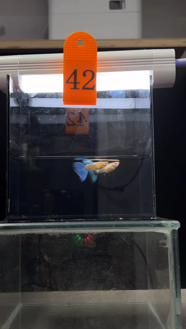 孔雀鱼蓝白飞船编号42