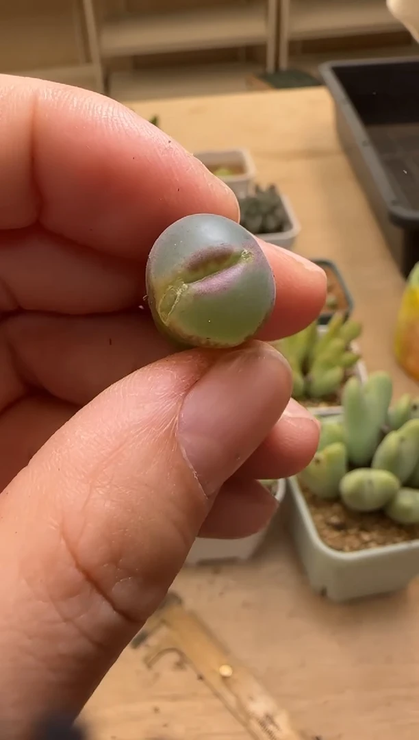 【闪购商品】15-76