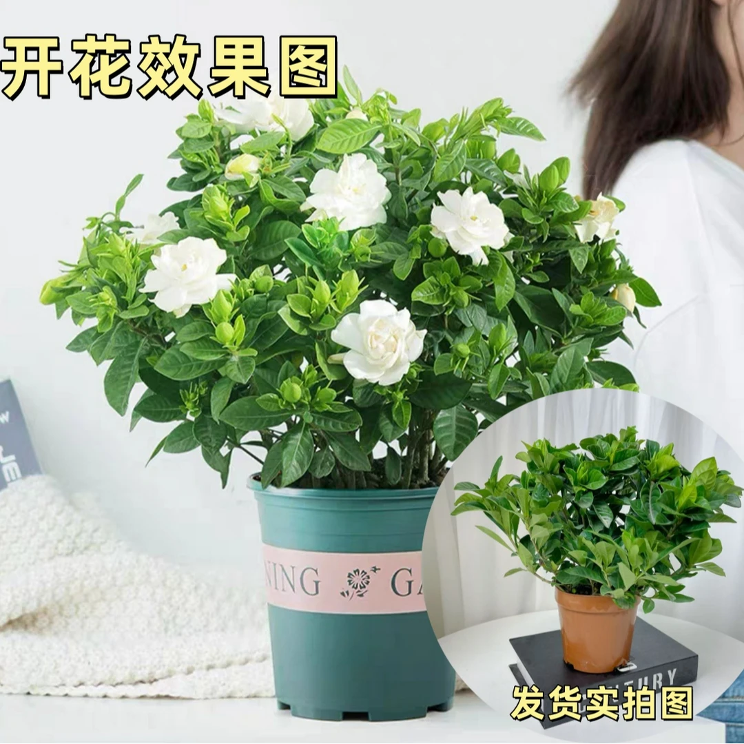 【大叶栀子花】盆栽浓香型开花芳香幼苗花卉办公室阳台庭院花卉绿植