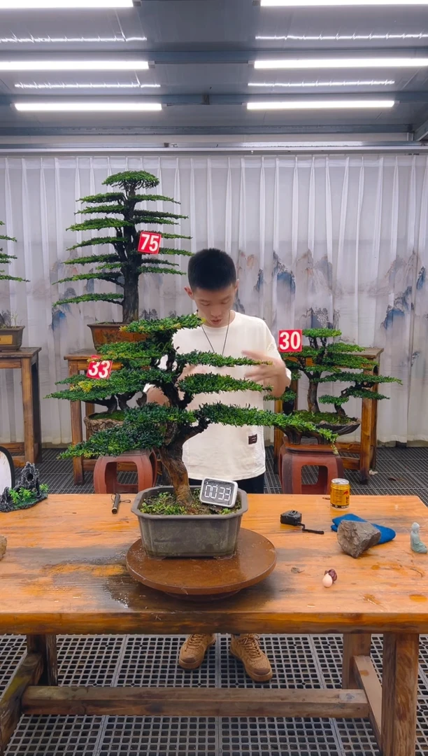 无花朵精品盆景直播间一物一拍