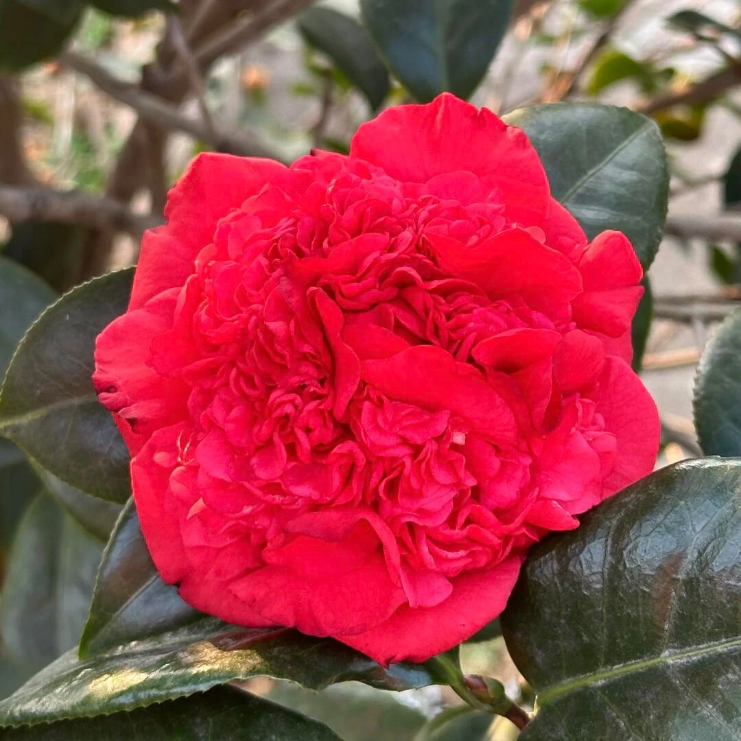 火瀑布 山茶花有花苞盆栽阳台庭院户外【扦插原生苗】