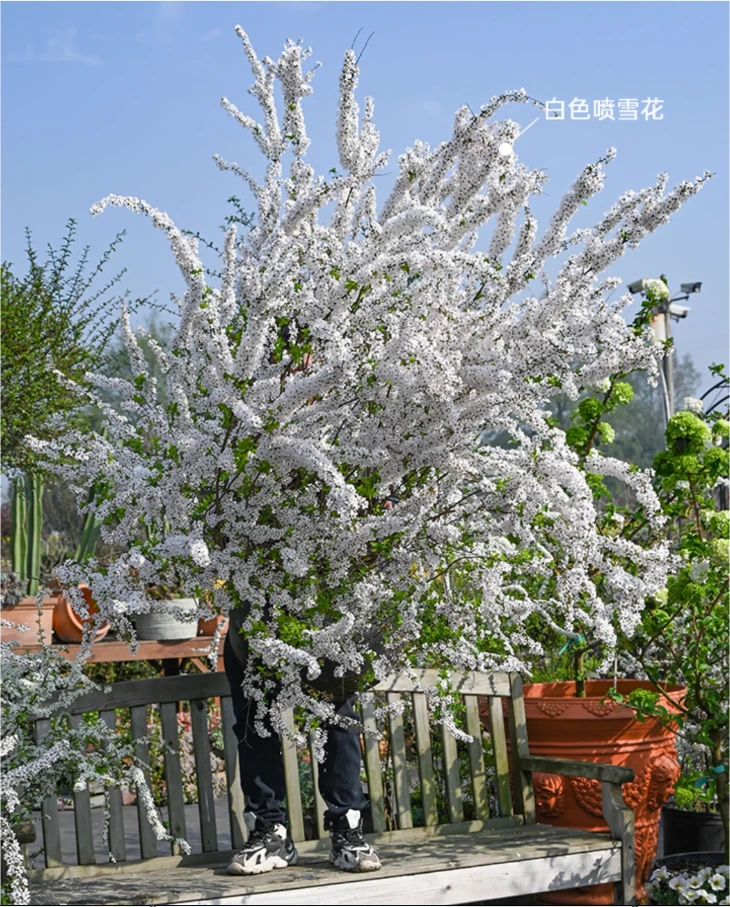 【1物1拍】喷雪花2加仑盆栽 田园土---耐热耐寒多年生花灌木