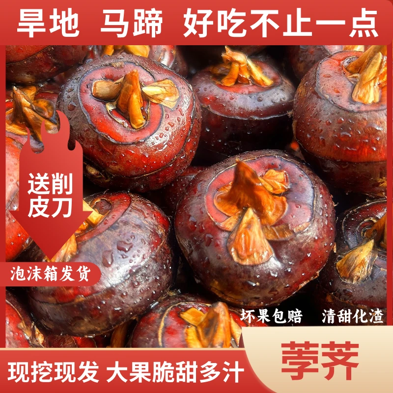 广西桂林红皮水果马蹄脆甜多汁整箱