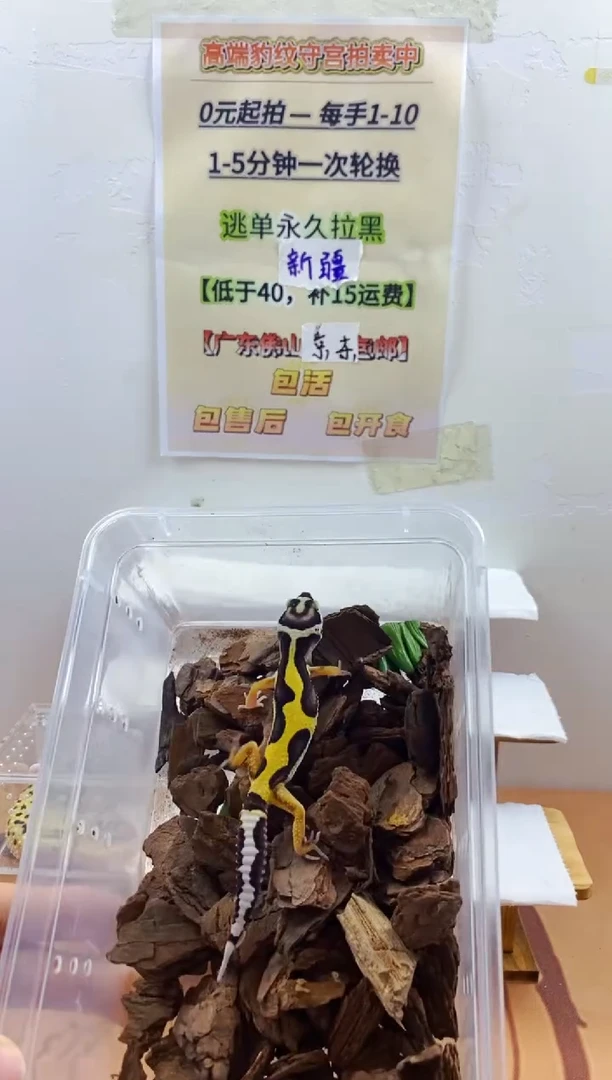 豹纹守宫豹纹守宫幼苗亚成体成体肥尾
