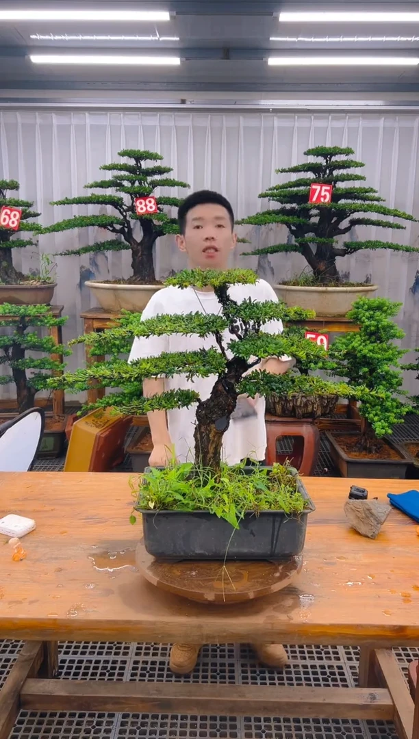 无花朵一****～精品盆景直播间一物一拍