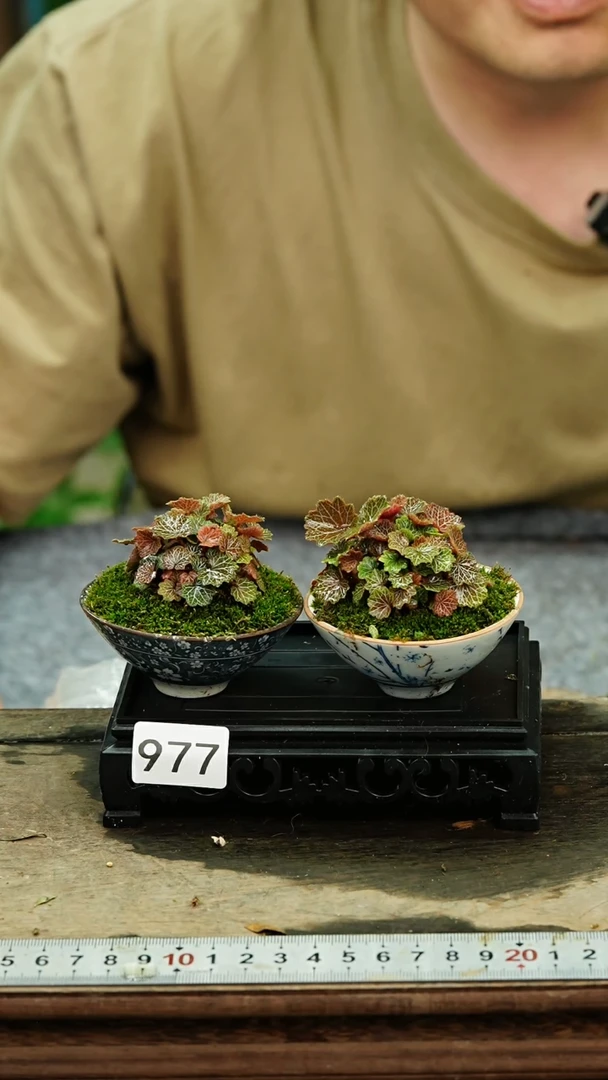 无花朵苔藓微景观977号