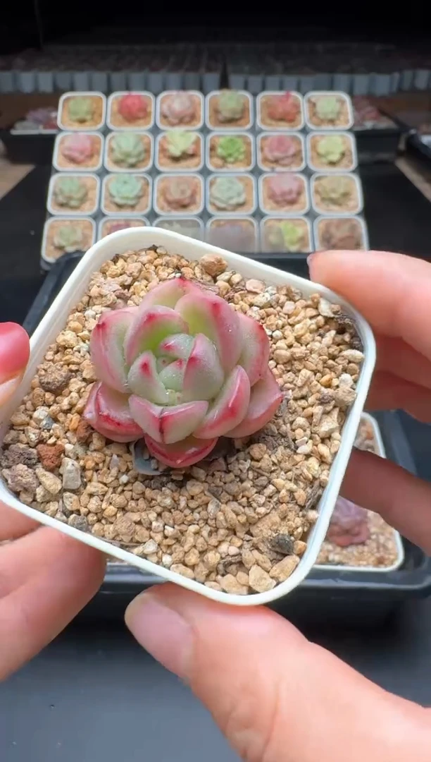 【闪购商品】380D物拍多肉带盆土6.5杯拍3颗包柚