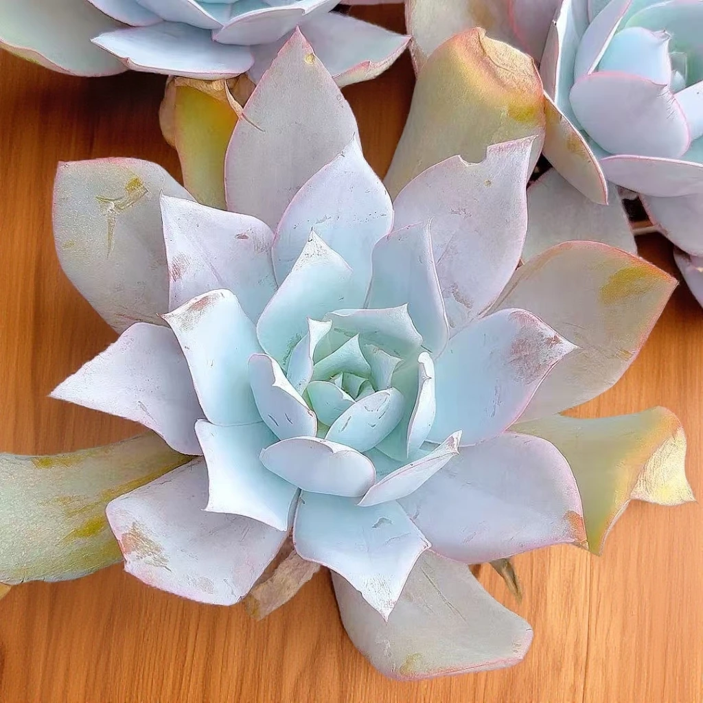 广寒宫   小谢多肉植物庭院净化空气