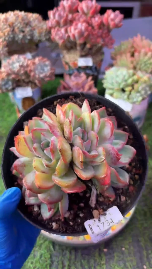 昆明印象多肉1731