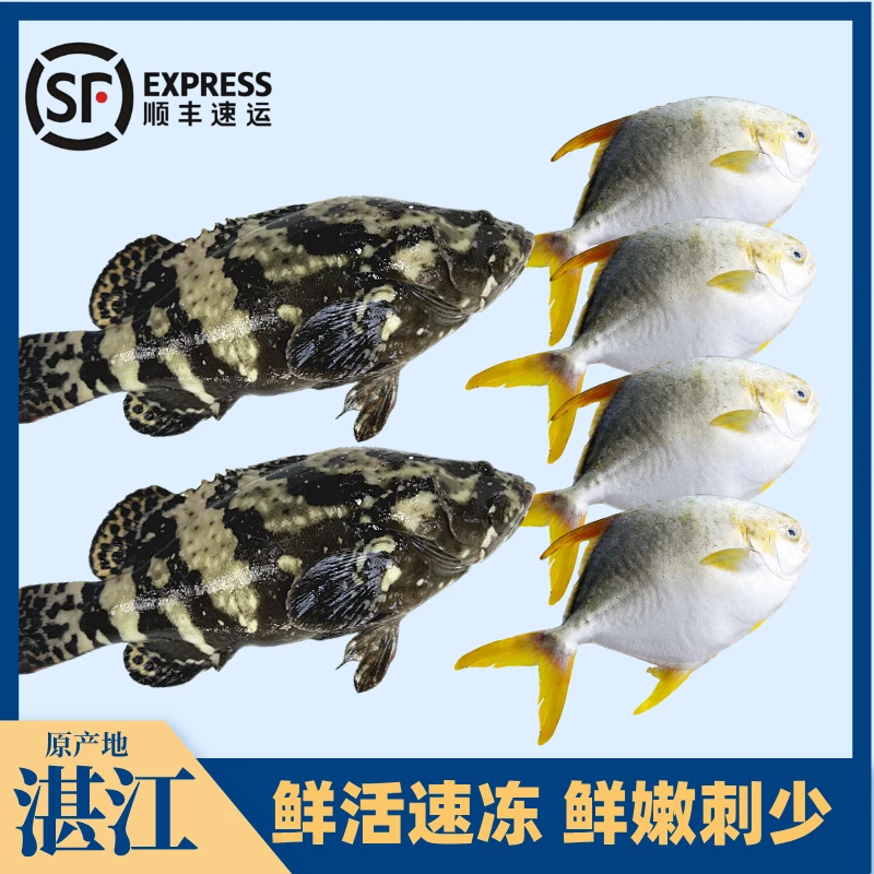 【2+4组合】2条石斑鱼+4条金鲳鱼 广东湛江海鲜活鱼现冻