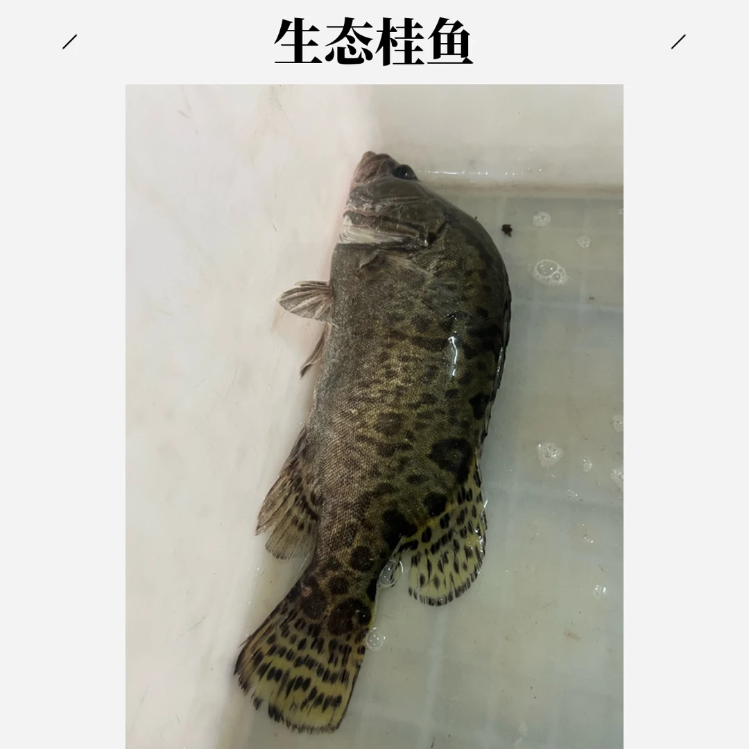 （活鱼现杀，冰鲜发货）-生态桂鱼海鲜水产海鲜48元/斤炸鱼