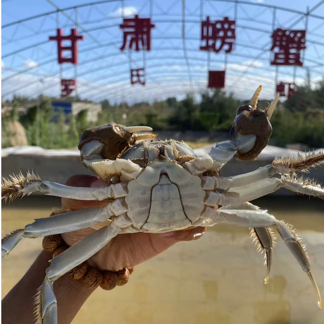 甘肃2斤礼盒蟹均约2两母蟹均约3两公蟹母4只公4只约顺丰发货