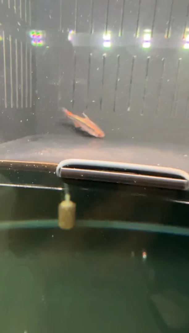 灯科鱼长***z极光斑斓1条