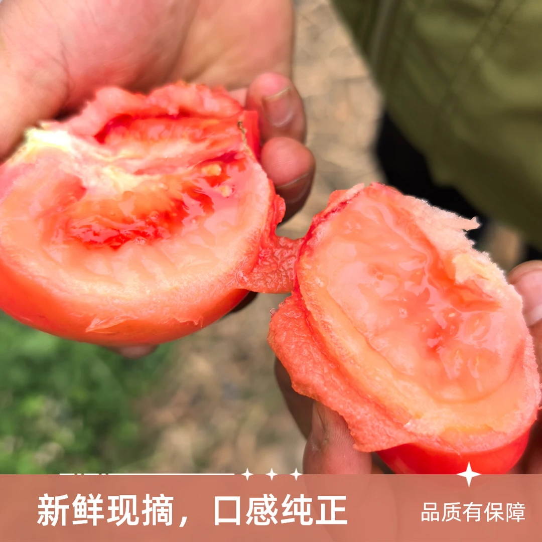 攀枝花米易西红柿新鲜采摘孕妇老人蔬菜