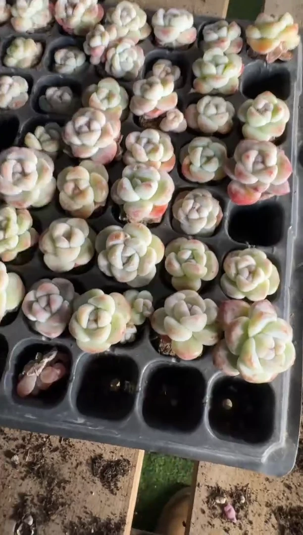 【闪购商品】108号到手11棵--江北多肉