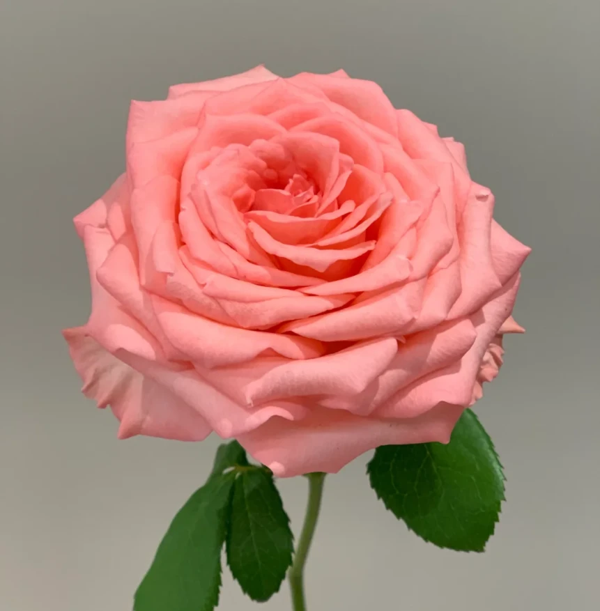 玫瑰大叔【戴安娜】切花淡香直立性好复花快抗病性强花期长盆栽店庆