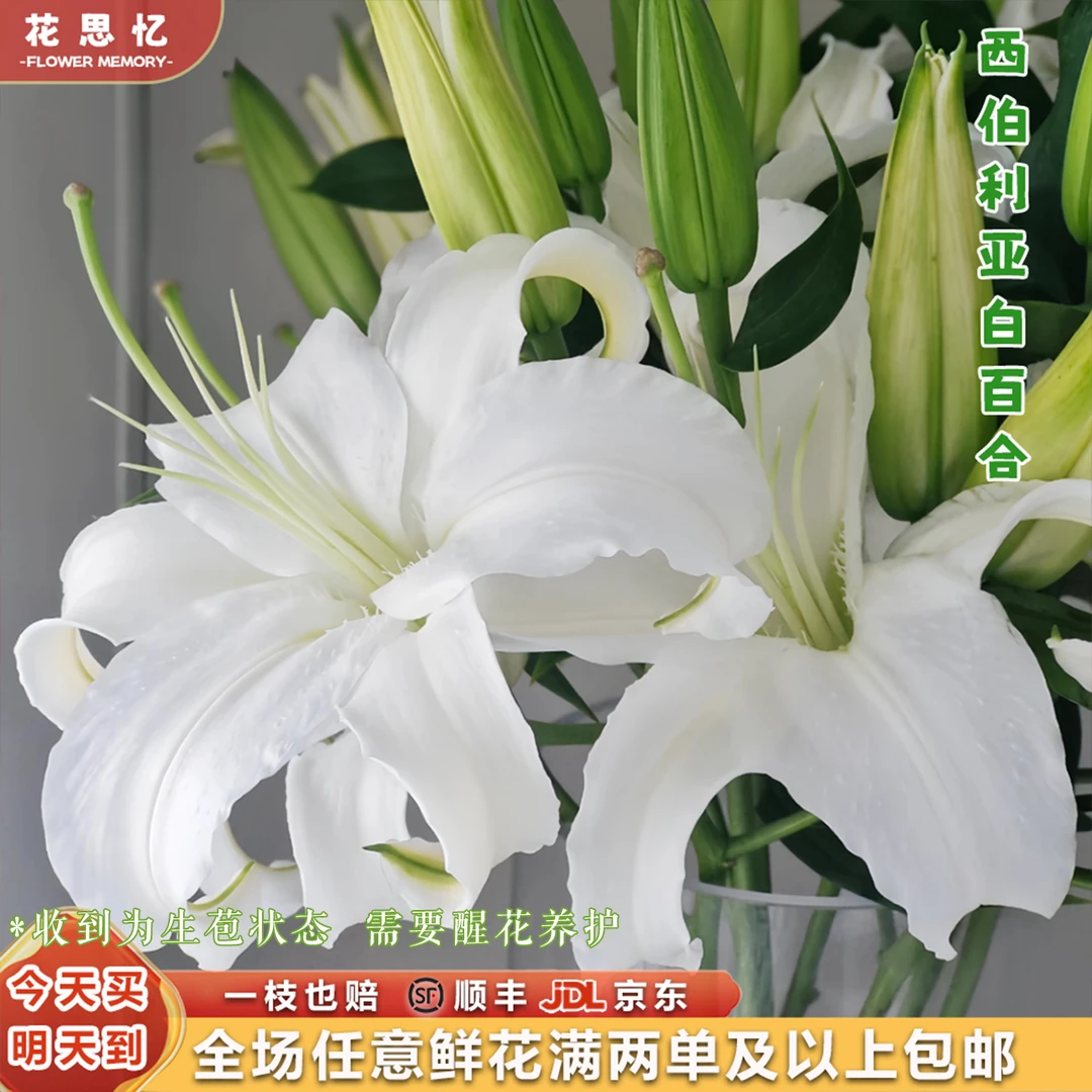 香水百合『白色西伯利亚百合6-8朵』生活鲜花 全场任意满两单鲜花顺丰京东包邮 三单鲜花送玻璃花瓶次日达包邮