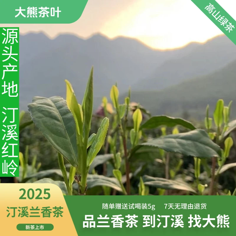 【25年五一后采摘】泾县原产地群体种汀溪兰香茶绿茶夏日必备解暑茶