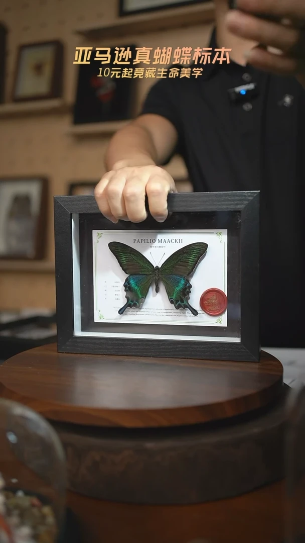 绿带翠凤蝶夏型8寸黑框国风版